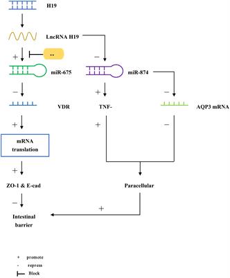 Role of long non-coding RNA in inflammatory bowel disease